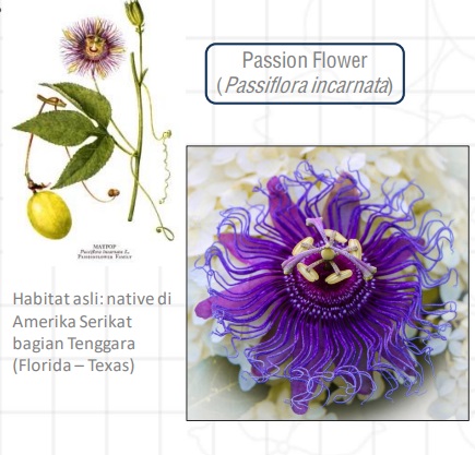 Passion Flower herbal untuk mengatasi gangguan tidur